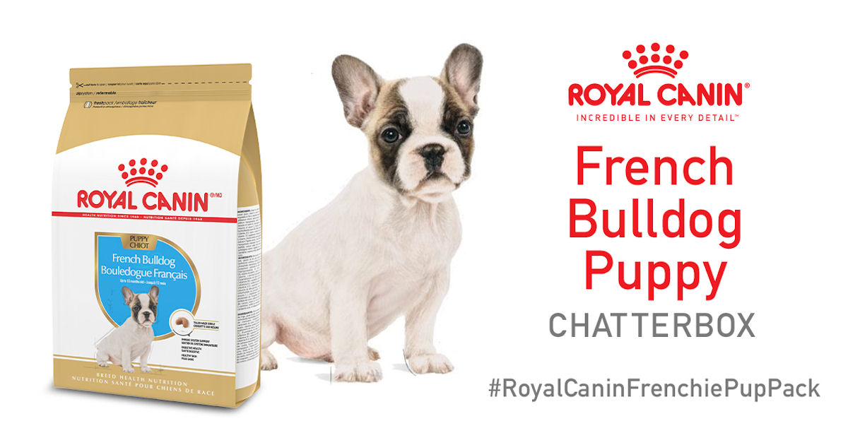Ripple Royal Canin French Bulldog Puppy Chatterb